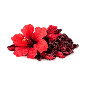 Lowersol — flor de Jamaica (Hibiscus sabdariffa)