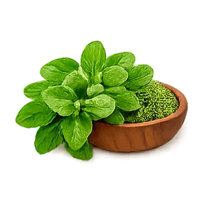 Lowersol — orégano (Origanum vulgare)